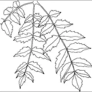 thumbnail for publication: Koelreuteria paniculata 'Fastigiata': 'Fastigiata' Goldenrain Tree